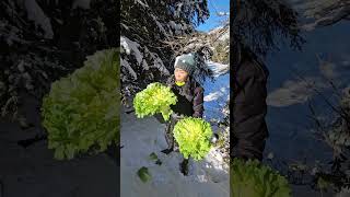 PANEN SAYUR UNIQ DI HUTAN BERSALJU LANGSUNG DIMASAK DI TEMPAT