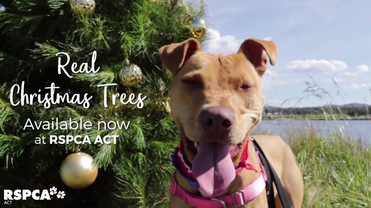 Real Christmas Trees for Sale at RSPCA ACT YouTube