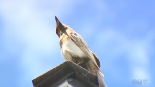 Rare white magpie spotted near CTV offices in Calgary