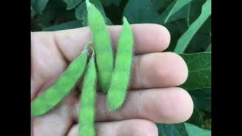 Soybean Yield Calculation