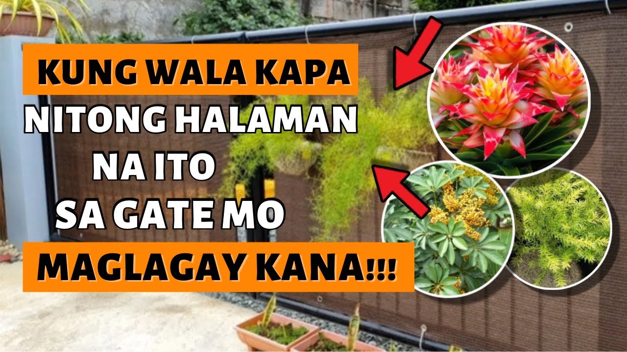 WAG NA WAG KANG MAGPAPAWALA NG MGA HALAMANG ITO SA GATE / ENTRY WAY MO!