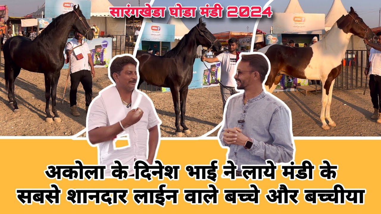 इस साल के सारंगखेडा मंडी के सबसे शानदार घोडे दिनेश भाई के पास है। Sarangkheda Ghoda Mandi 2024