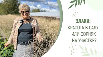 ЗЛАКИ: КРАСОТА В САДУ ИЛИ СОРНЯК НА УЧАСТКЕ?