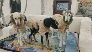 persian greyhound puppies in baadpasalukikennel 🇮🇷 by Persian greyhound Saluki 71 views 3 months ago 23 seconds