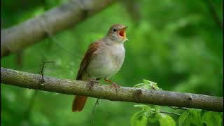 Download lagu Nightingale Singing on a tree #bird #nightangle #beautiful #wildlife #nature #vildkast HA39388