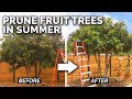 3 Reasons to Prune Your Fruit Trees in Summer