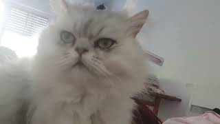 Mèo Chinsu 1#catvlogs #giađình