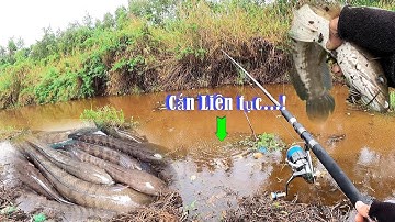 Câu cá lóc đen || bìa rừng u minh hạ || lên cá liên tục || Du Phan Fishing