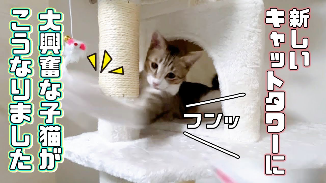 保護猫】新しいキャットタワーに大興奮の子猫が可愛すぎました