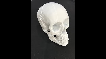 Human Skull 4K Time Lapse