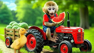 Monkey Bon Bon And Duckling Drives Tractor To Pull Wagon Full Of Fresh Watermelons - Farm Work