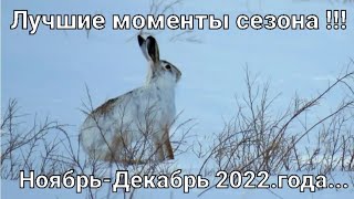 #Охота на зайца-русака. Лучшие моменты сезона 2022 года Ноябрь-Декабрь ...