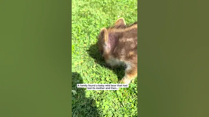 A family found a baby wild boar that had lost its mother and then #wildboar #pig #piglet #shorts