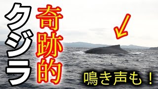 『クジラ乗り場はこちらです』 クジラ乗り場はこちらです』