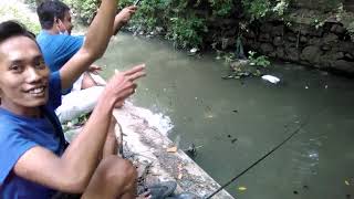 Mancing ikan Betok (betik) dan ikan gabus