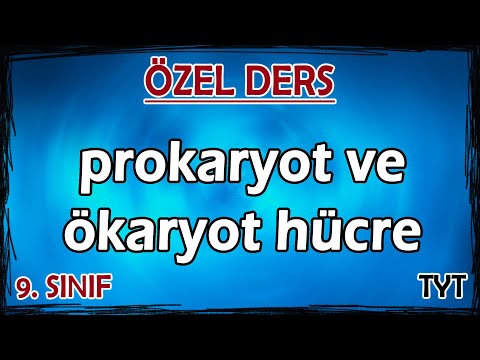 Video: Amip tek hücreli ökaryot mudur?