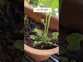 ✨घर की खेती ✨ #viral #bolleywoodsong #trending #trending #youtubeshorts #youtuber #plants #shortreel