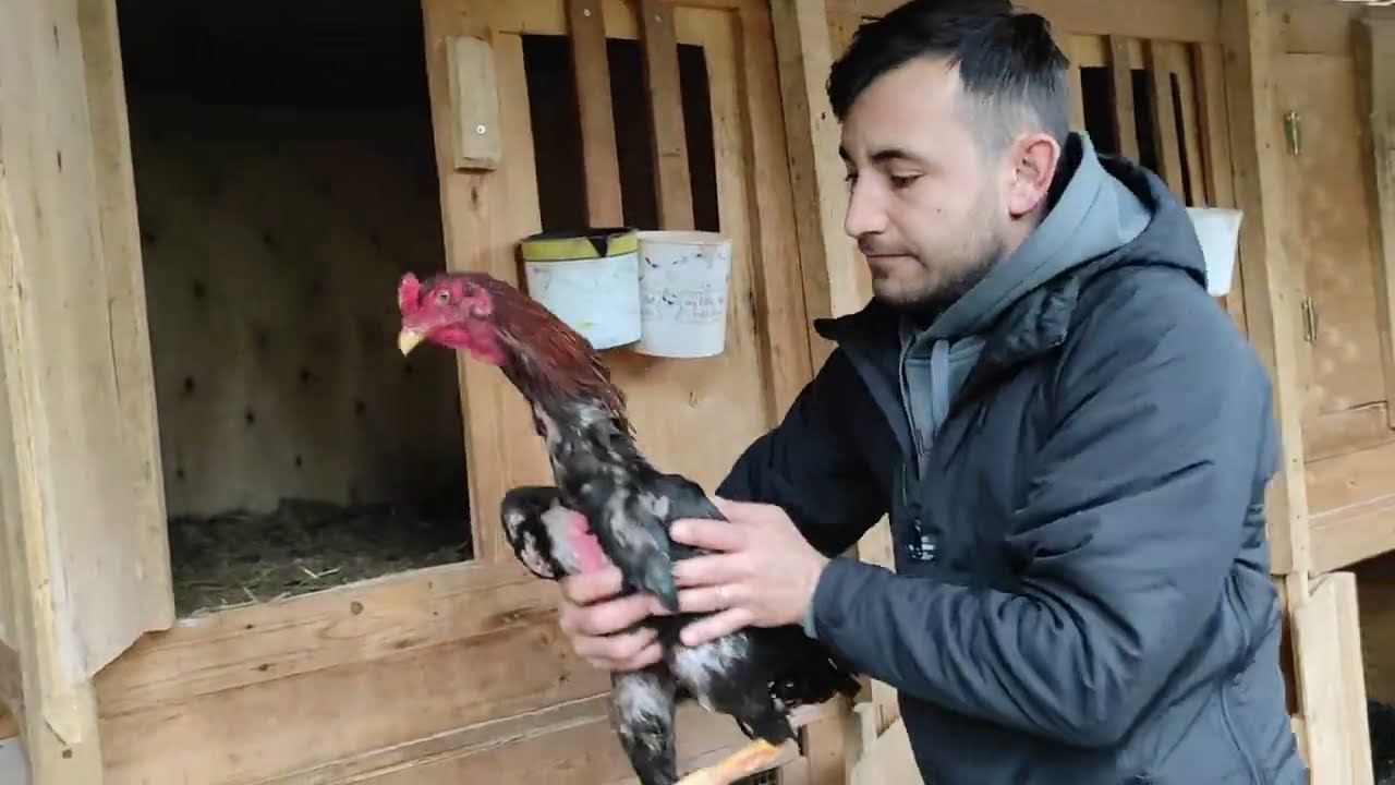 /// BU YIL İBRAHİMİN KÜMESİNDE YARIŞ YAPAN VE YAPACAK HİNT HOROZU YAVRULARI///