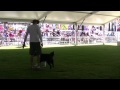 Mav First Place Royal Show Open Obedience 2012.mp4 Mav First Place Royal Show Open Obedience 2012.mp4