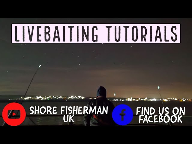 ( UK SEA FISHING ) HOW TO LIVEBAIT WHITING FOR BASS, CONGERS AND COD IN THE  UK 