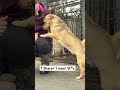Our shelter is facing hunger -we need your support to feed the animals.#usa #canada #uk #germany