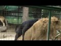 Interesting Channel Dogs xxx Lion Dogs Funny Videos