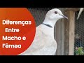 Pomba burguesa - Diferença entre macho e fêmea