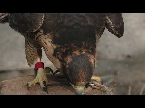 ქორ-შავარდენი