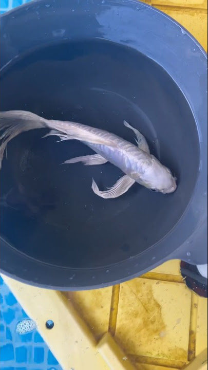 Buying SUPER RARE Aquarium Fish (Platinum Ogon Butterfly Koi)