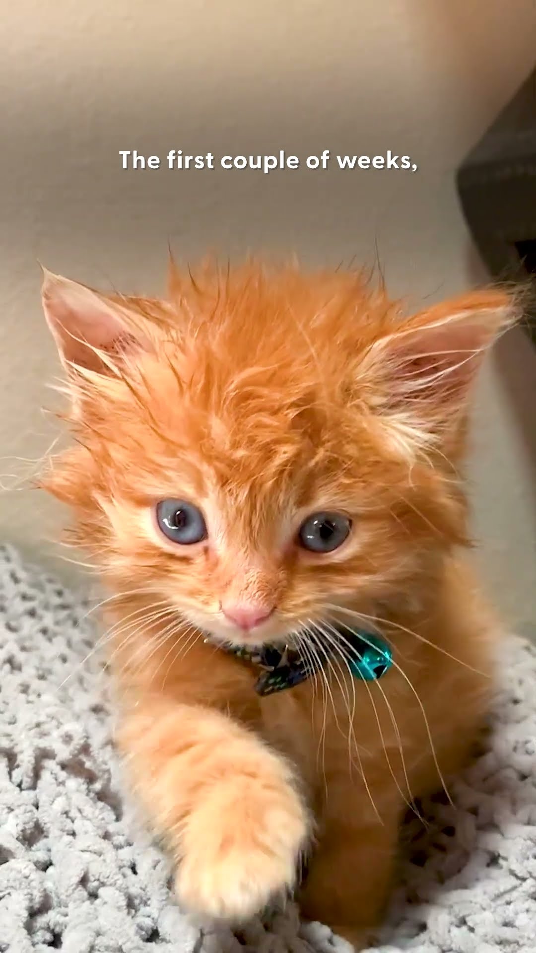 Dog Adopts A Kitten And Teaches Him How To Love | The Dodo