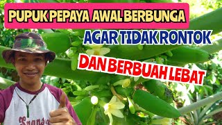 Download lagu Pemupukan pepaya Masa Generatif
