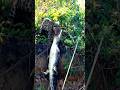 A leopard launched from the branches in a perfect ambush#shorts #wildlife #animals