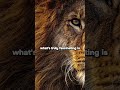 Lions Unleashed: Witness the Majesty of the Savanna  #shorts  #viral