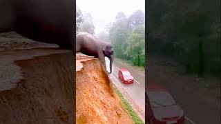 Animal Moments That Look Completely Fake 😨#animalfacts #wildlife #facts