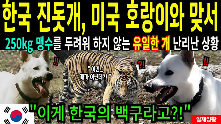 [해외감동사연] 한국 진돗개 미국 호랑이 싸우자 난리난 상황! 이게 바로 한국의 백구다!