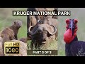 The wild wonders of kruger national park  part 3 of 3