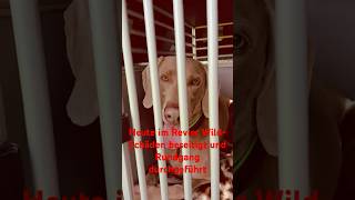 Weimaraner Liebe Endlos Hunting Dog