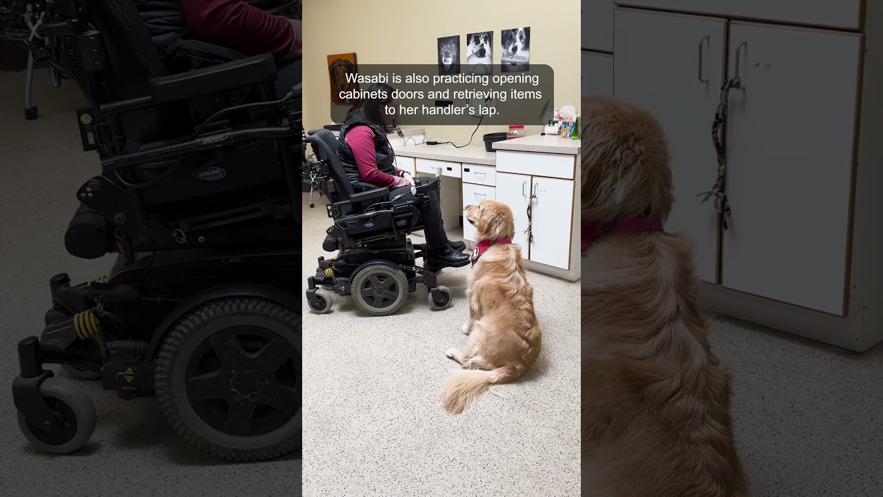 Wasabi shows some Mobility Assist skills. 