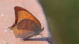 Goatweed Leafwing sits down, lets sun shine through wings