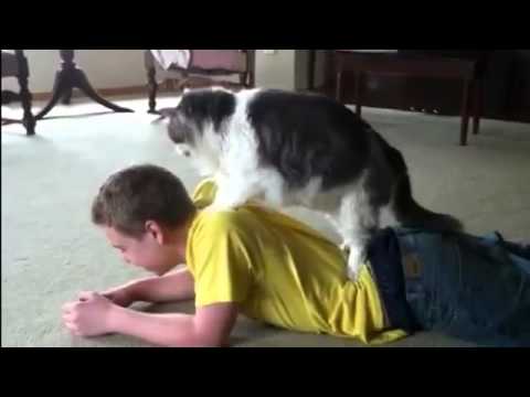 Cat massage compilation