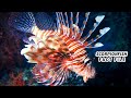 Scorpionfish facts: Dangerous Fish of the Ocean | Animal Fact Files