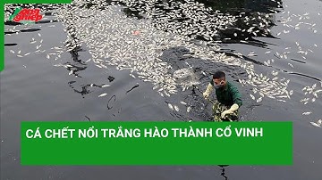 Cá chết nổi trắng hào thành cổ Vinh
