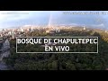 Vista panorámica del Bosque de Chapultepec en la Ciudad de México | En vivo