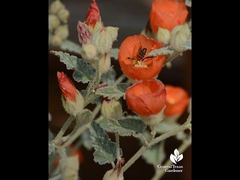 Video: Is globe mallow eetbaar?