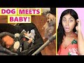 DOG MEETS BABY for the first time!