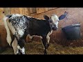Swimming Gosling and Lia the Bottle Calf