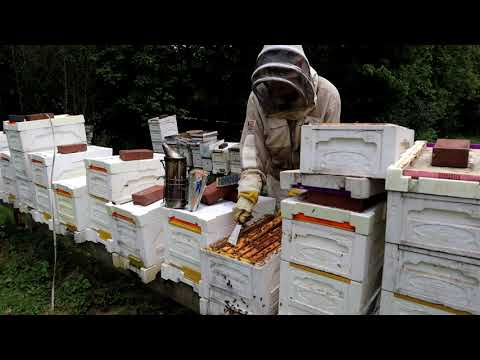 Mean Hive