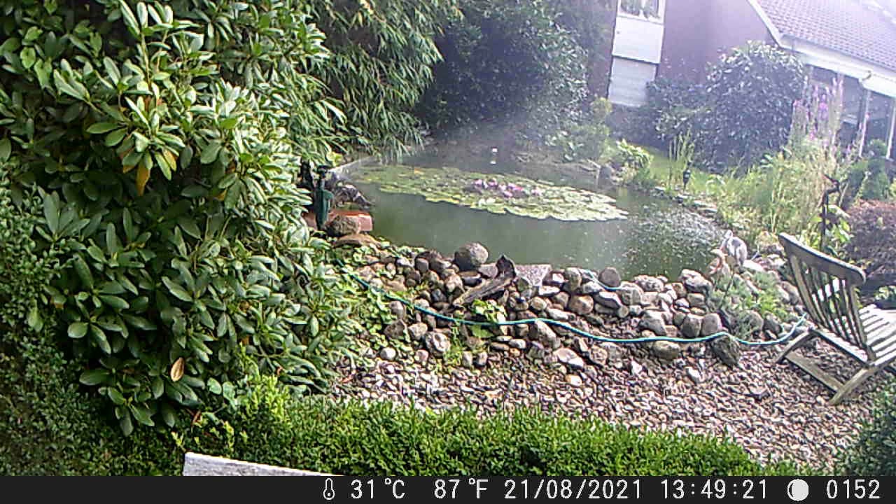 Doppel Reiherschreck für die Katz wird als Dusche benutzt Fischreiher