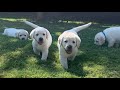 Lab Puppies have Last Picnic Lunch Together before they go to their Forever Homes!