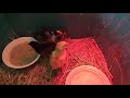 How To Successfully Hatch Ducks And Chickens With An Incubator